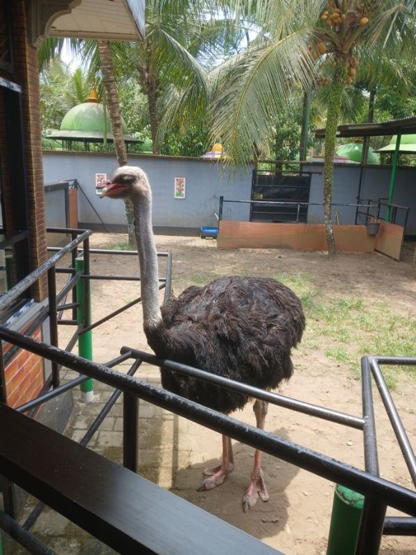 ada apa aja sih di purbasari pancuran mas purbalingga